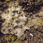 Maui’s bleached reefs now ‘priority site’ for recovery plan